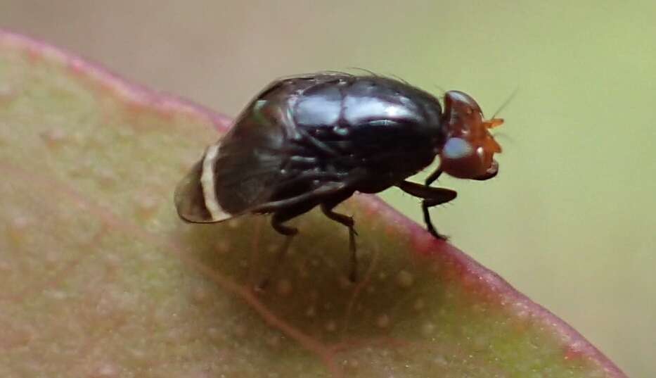 Image of Depressa atrata Malloch 1926