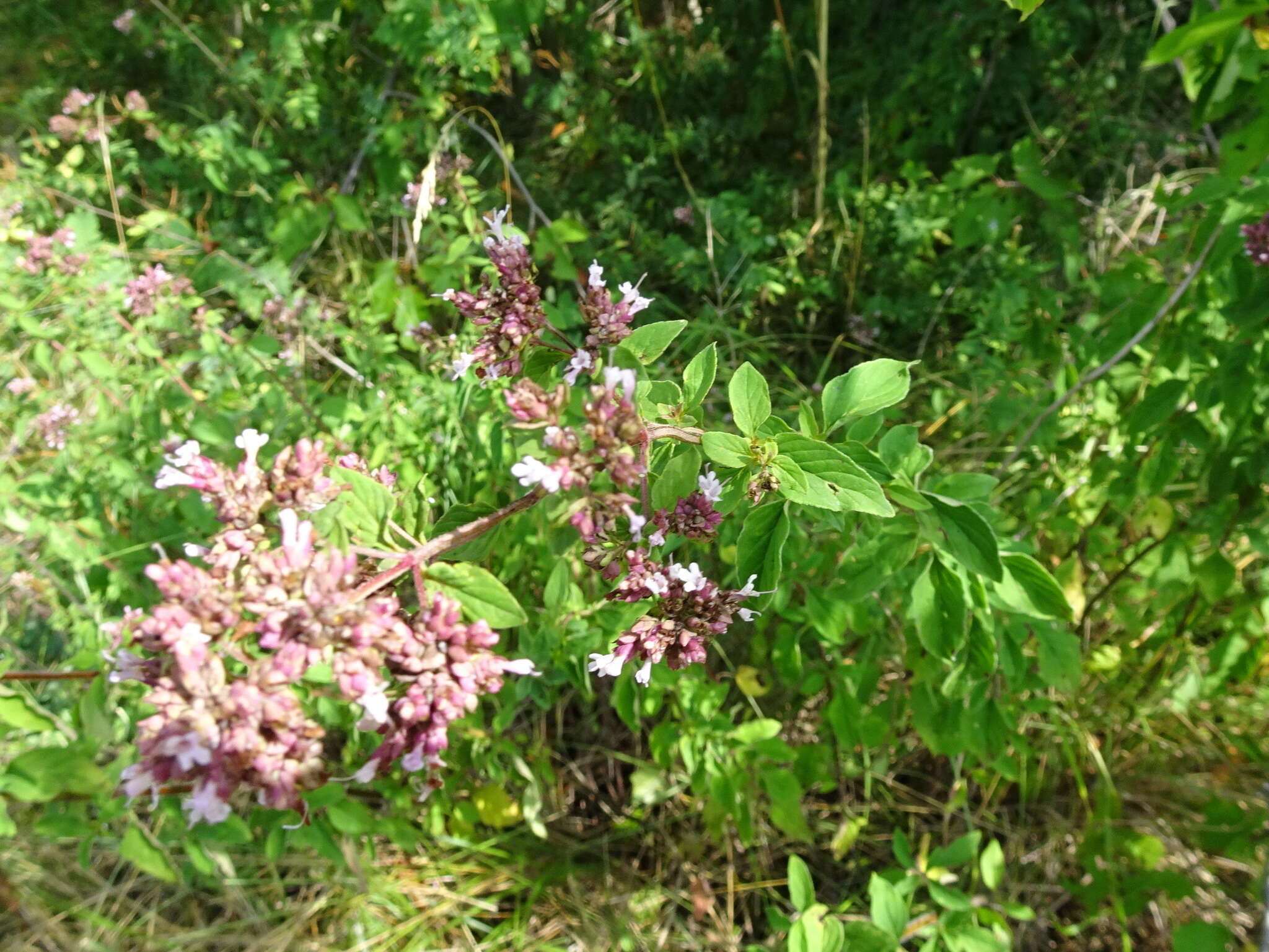 Image of oregano