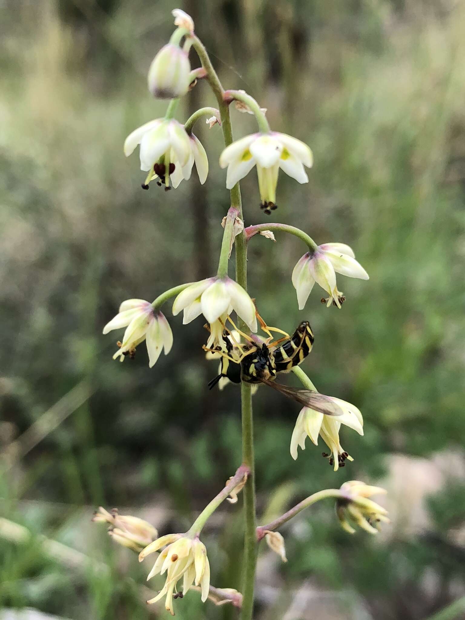 Image de Anticlea virescens (Kunth) Rydb.