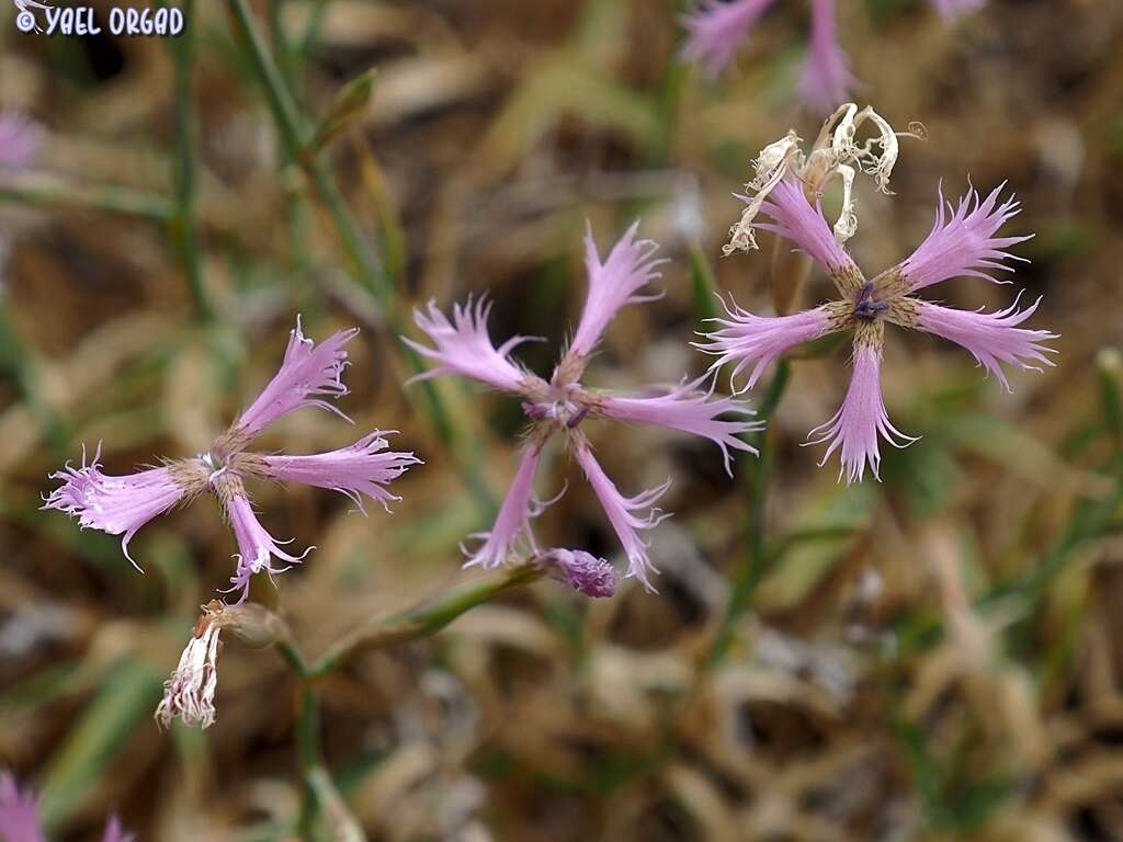 Image of Dianthus pendulus Boiss. & Bl.