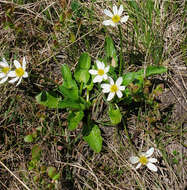 Image of <i>Caltha chionophila</i>