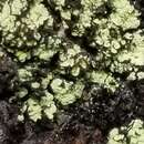 Image of alpine arthrorhaphis lichen