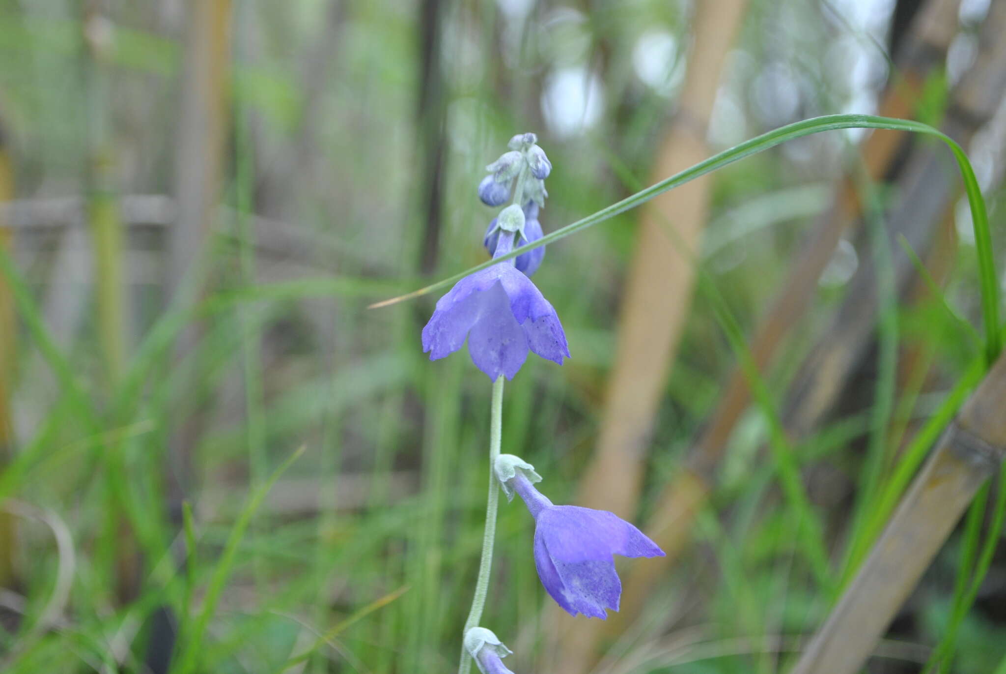 Image of Primula spicata Franch.