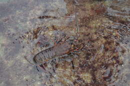 Image of California Spiny Lobster