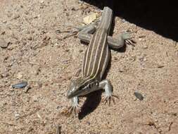 Image of Plateau Striped Whiptail