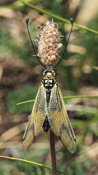 Image of Libelloides longicornis (Linnaeus 1764)