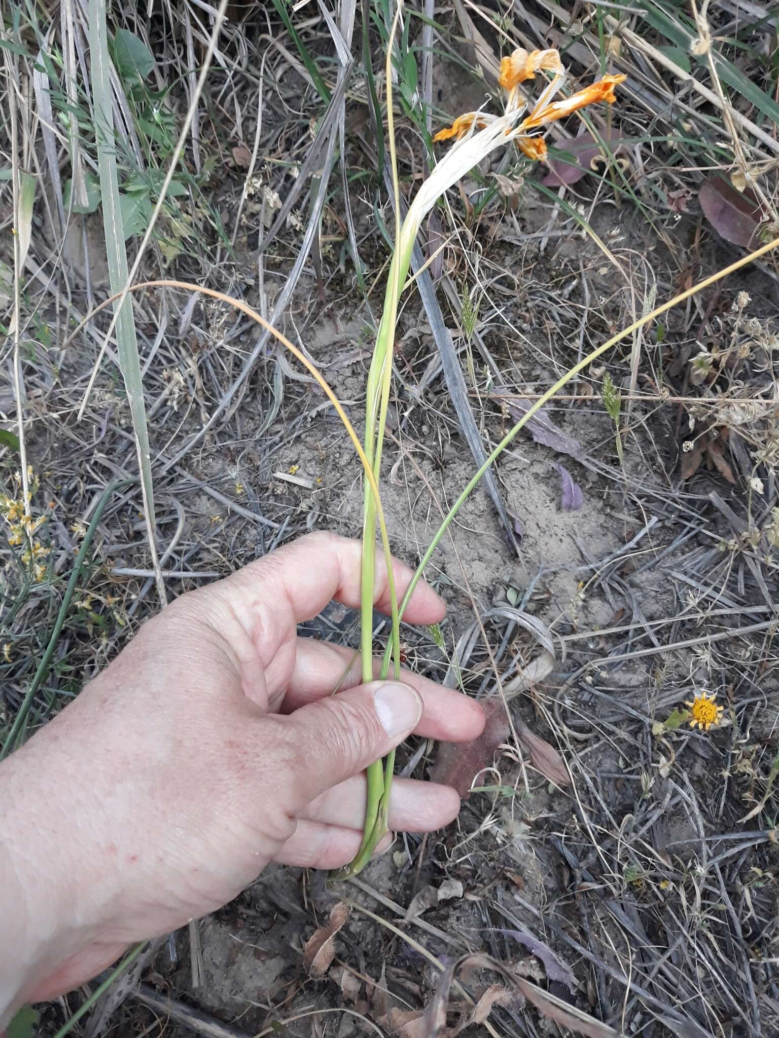 Image of Iris juncea Poir.