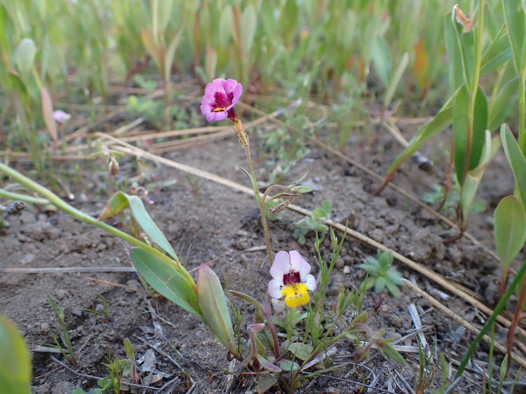 Image of Slender-Stem Monkey-Flower