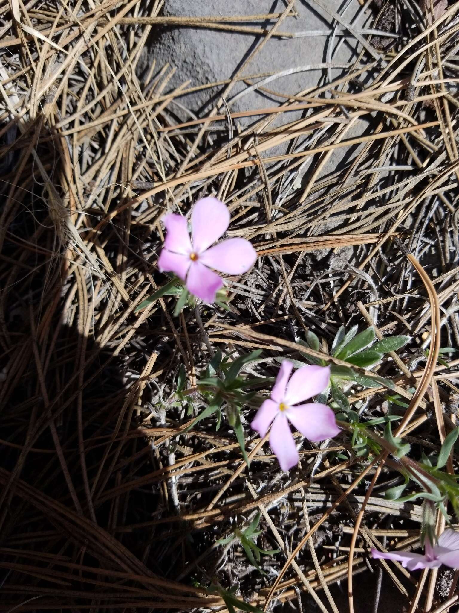 Image of alyssumleaf phlox