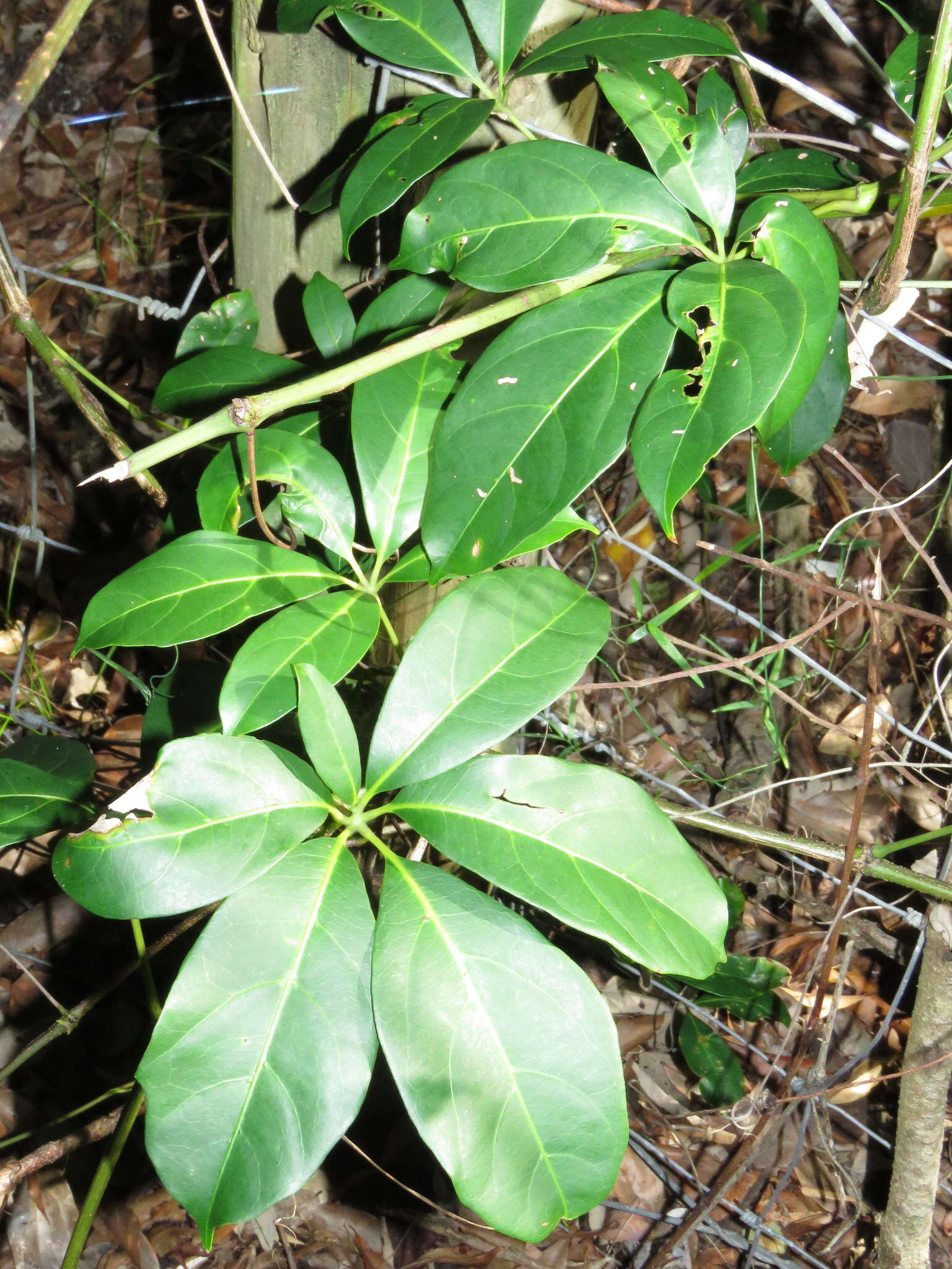 Image of Nothocissus sterculiifolia (F. Müll. ex Benth.) Latiff