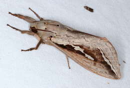 Image of Labyrinthine Ghost Moth