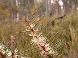 Imagem de Hakea decurrens R. Br.