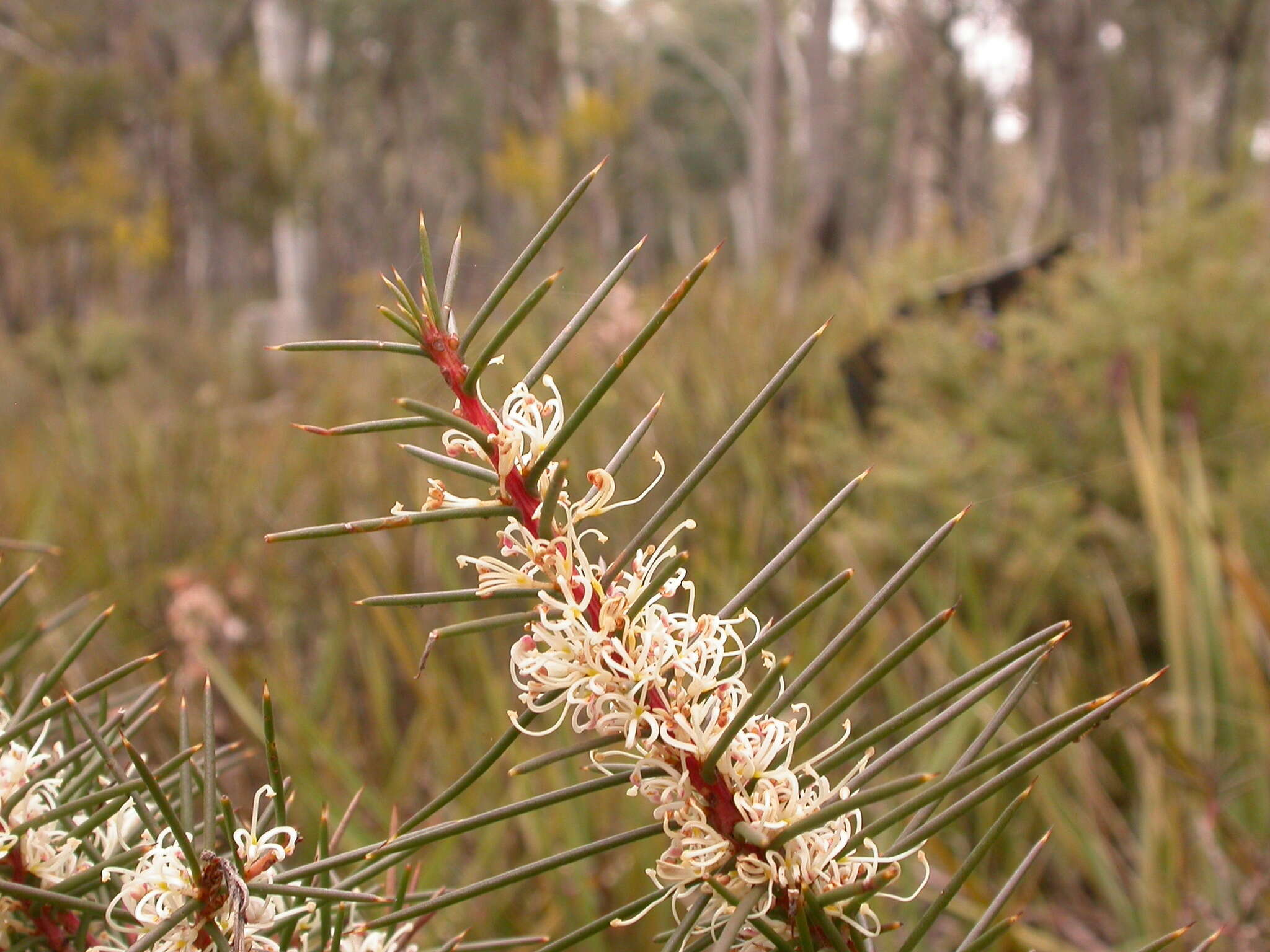 Imagem de Hakea decurrens R. Br.