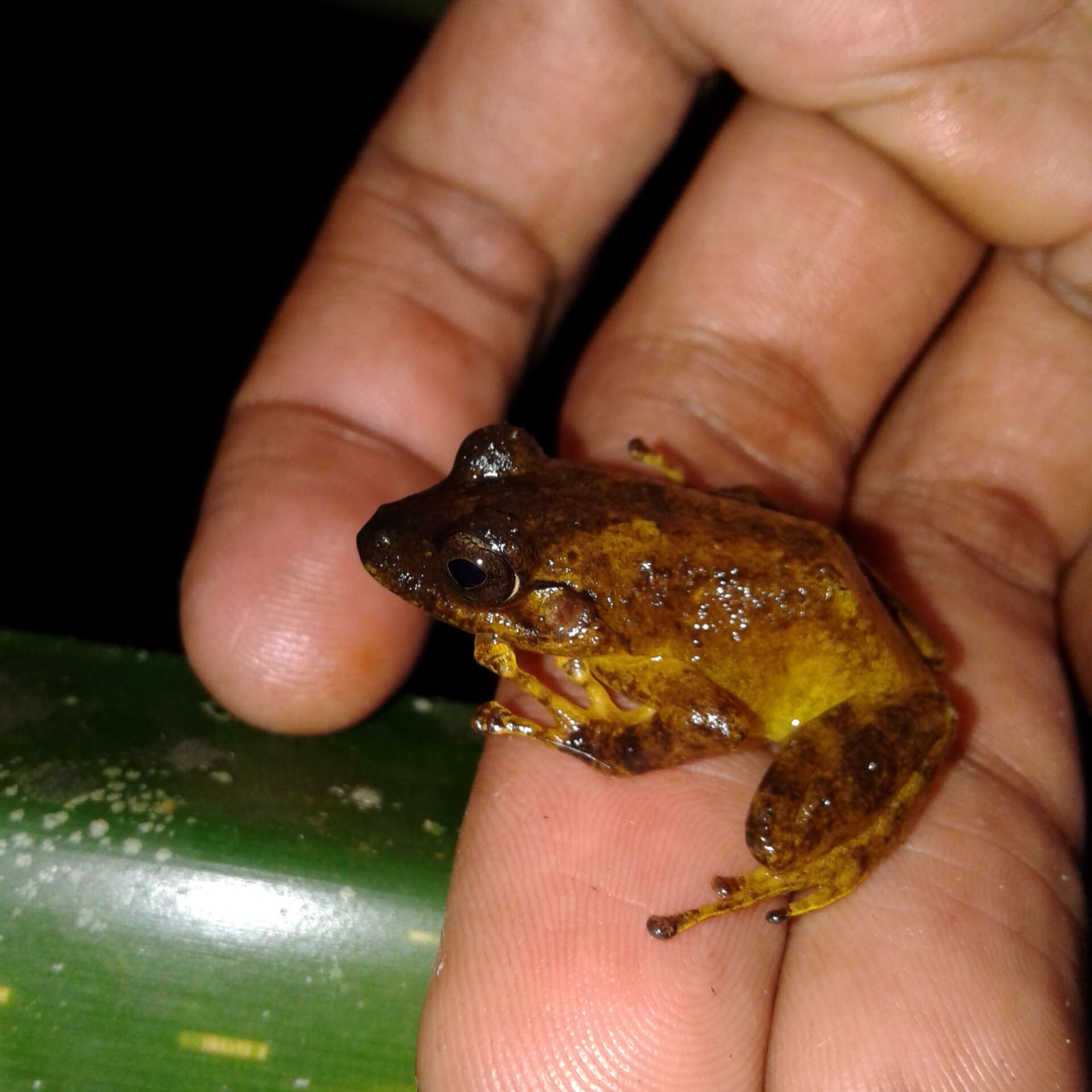 Image of Fiji Tree Frog