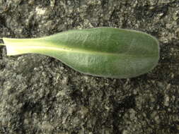 Image of Myosotis rakiura L. B. Moore