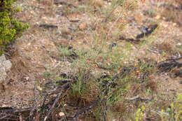 Image of <i>Daviesia ulicifolia</i> subsp. <i>incarnata</i>