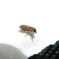 Image of Weevil