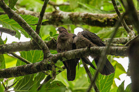 Image of Short-billed Pigeon