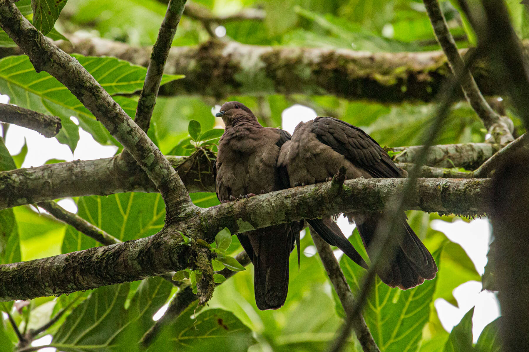 Patagioenas nigrirostris (Sclater & PL 1860) resmi