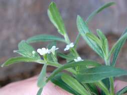 Image de Lithospermum scabrum Thunb.