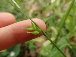 Image of Carex jackiana Boott
