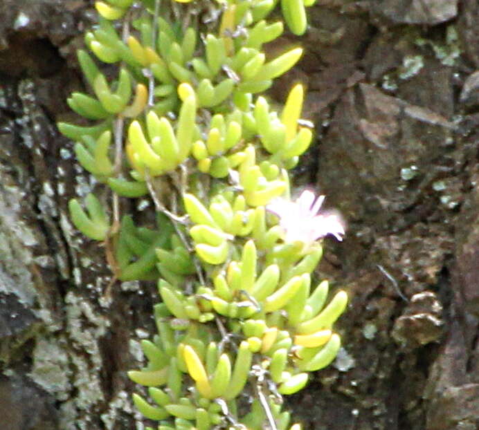 Image of Disphyma australe subsp. australe