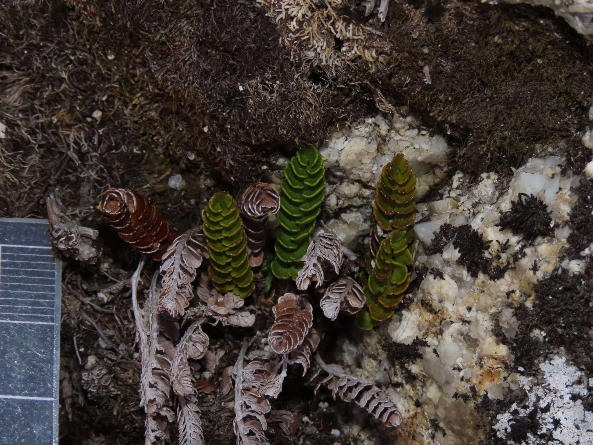 Plancia ëd Polystichum andinum Phil.