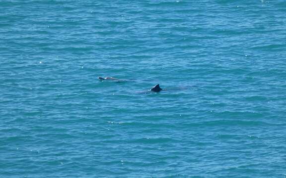 Image of Australian humpback dolphin