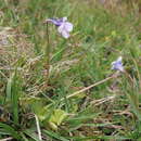 Image de Pinguicula nevadensis (H. Lindb.) Casper