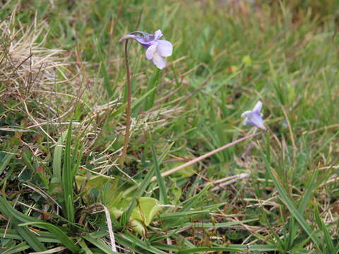 Imagem de Pinguicula nevadensis (H. Lindb.) Casper