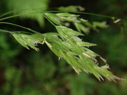 Image of broad-leaved meadow-grass