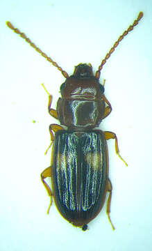 Image of Laemophloeus fasciatus Melsheimer 1846