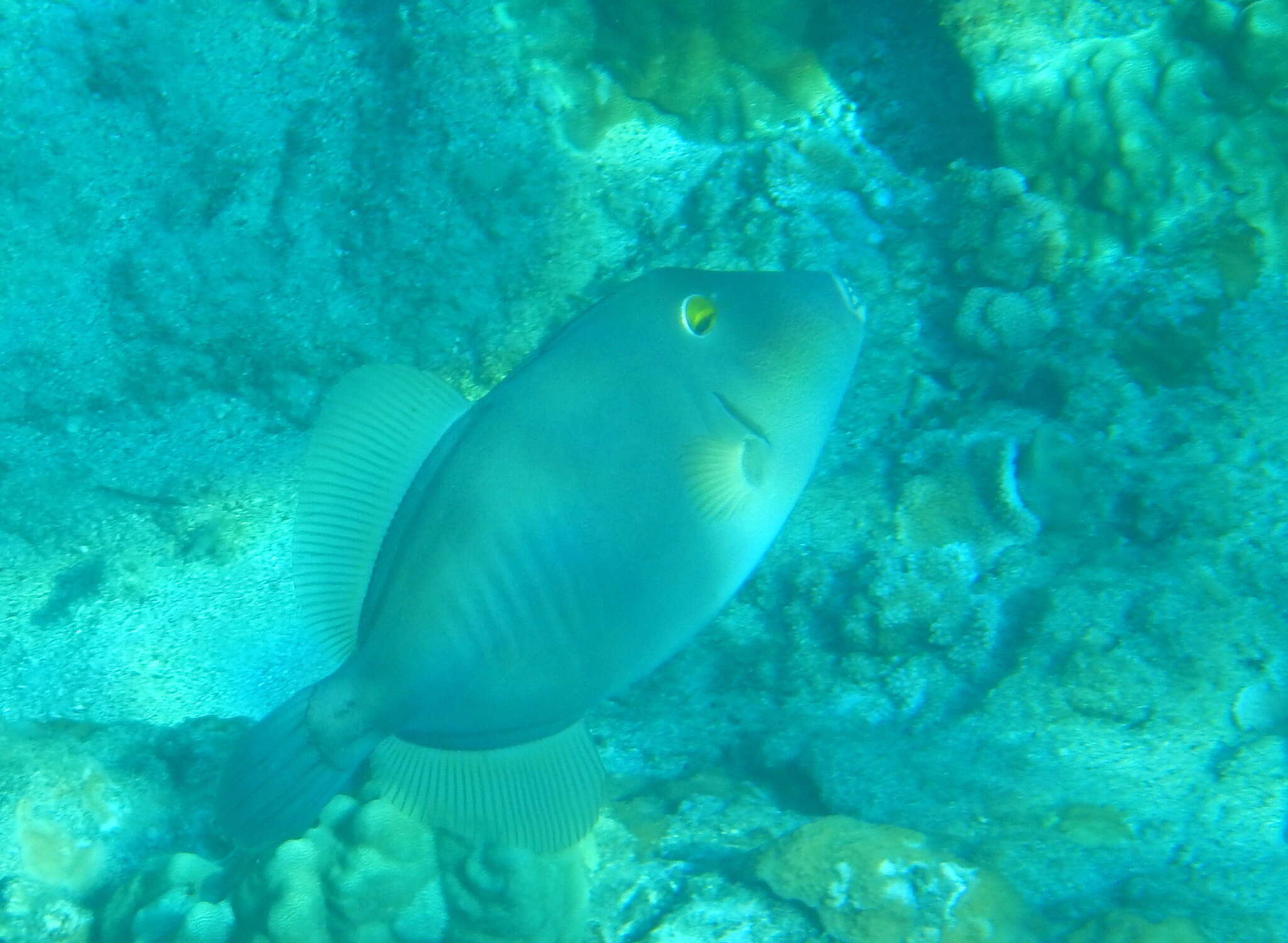 Image of Barred Filefish