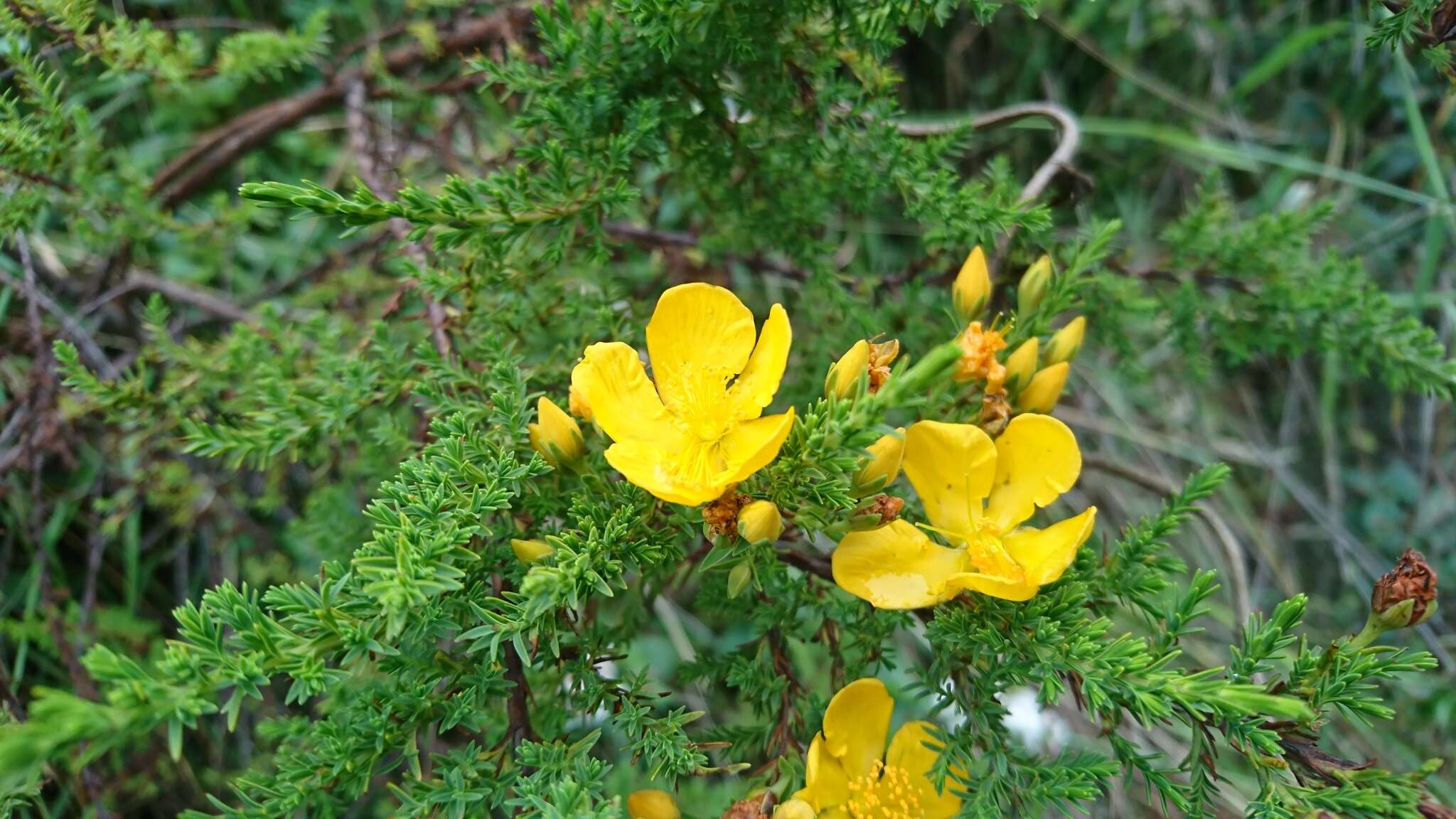 Image de Hypericum laricifolium Juss.