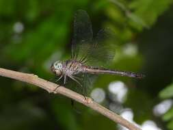 Imagem de Parazyxomma flavicans (Martin 1908)