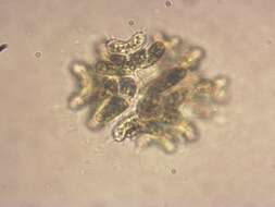 Image of Dimorphococcus Braun 1855