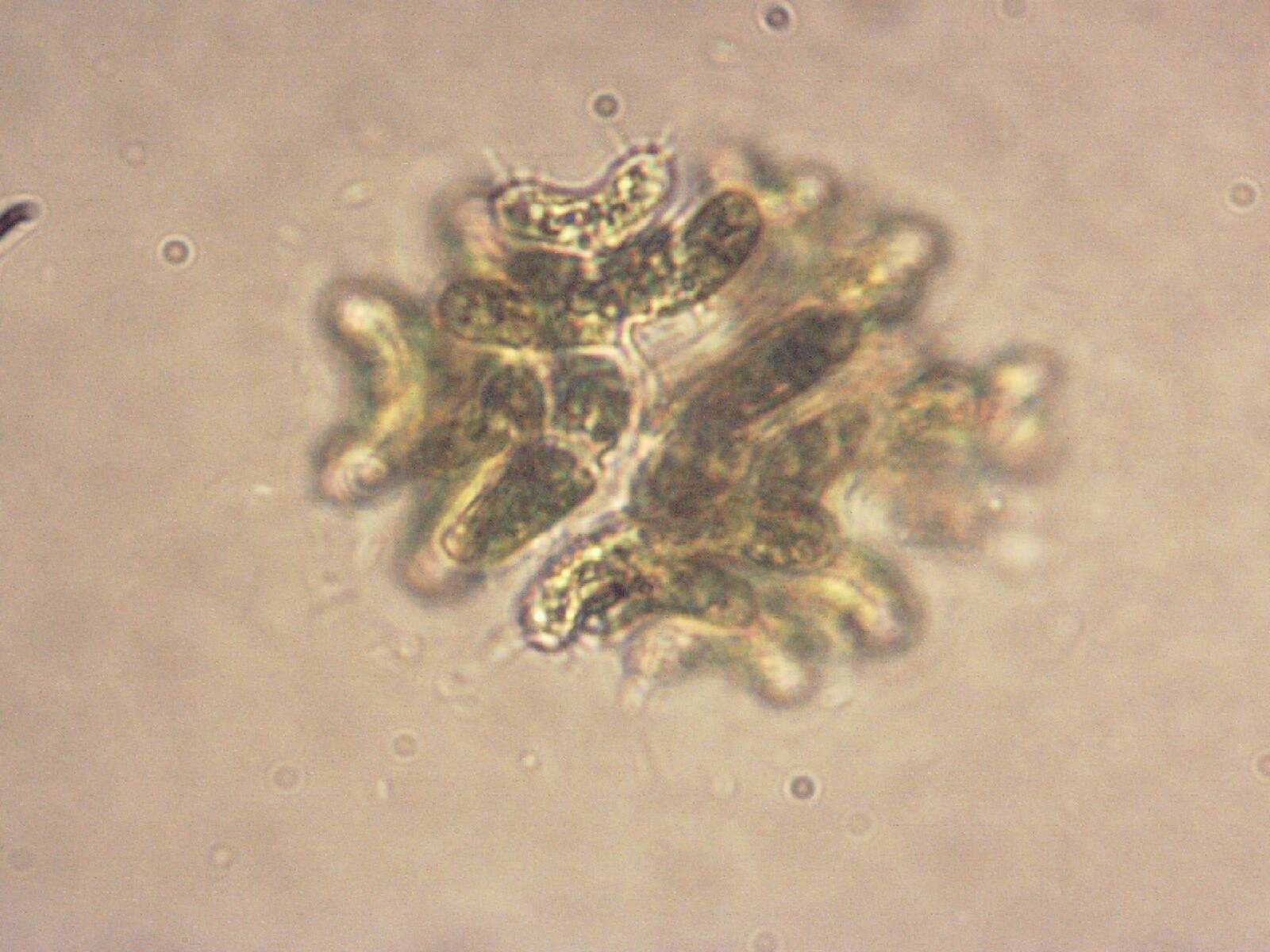 صورة Dimorphococcus Braun 1855