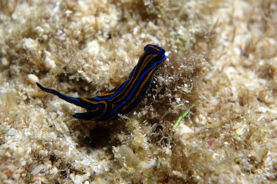 Image of <i>Chelidonura hirundinina</i> (Quoy & Gaimard 1833)