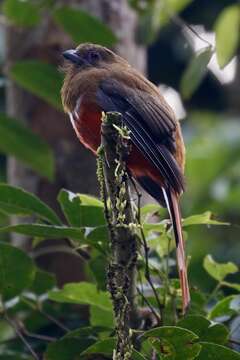 Image of Red-headed Trogon