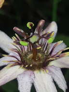 Image of Passiflora andreana Mast.