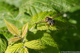 Image of Sericomyia chrysotoxoides Macquart 1842