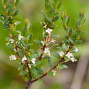 صورة Pimelea axiflora subsp. alpina (Benth.) Threlfall