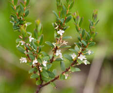 Image of Pimelea axiflora subsp. alpina (Benth.) Threlfall