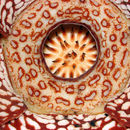 Image of <i>Rafflesia pricei</i> W. Meijer