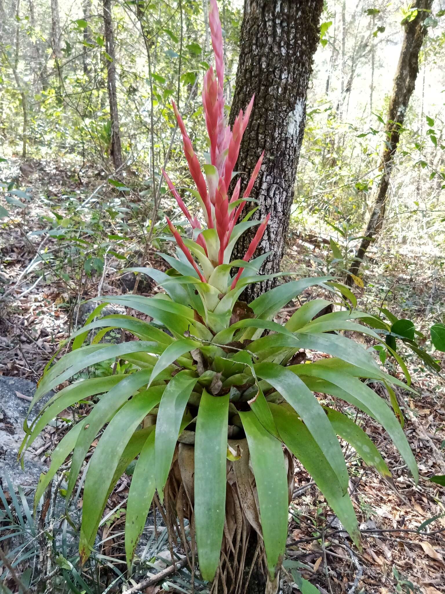 Image of Tillandsia deppeana Steud.