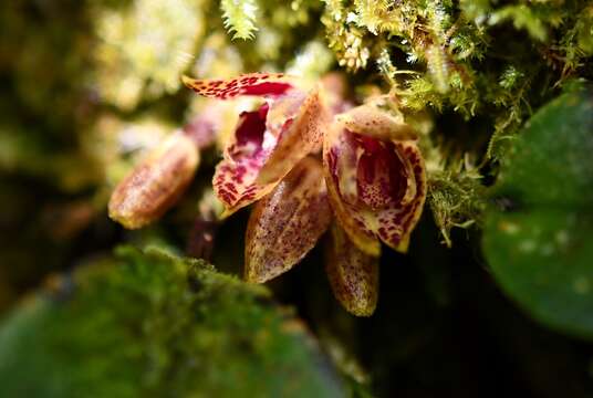 Image of Acianthera johnsonii (Ames) Pridgeon & M. W. Chase