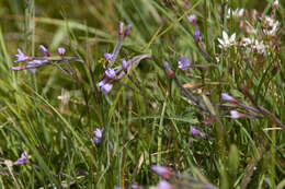 Image of Epilobium nutans F. W. Schmidt