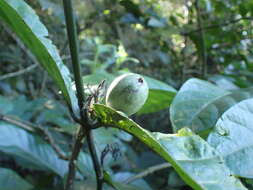 Image de Oxyanthus pyriformis subsp. pyriformis