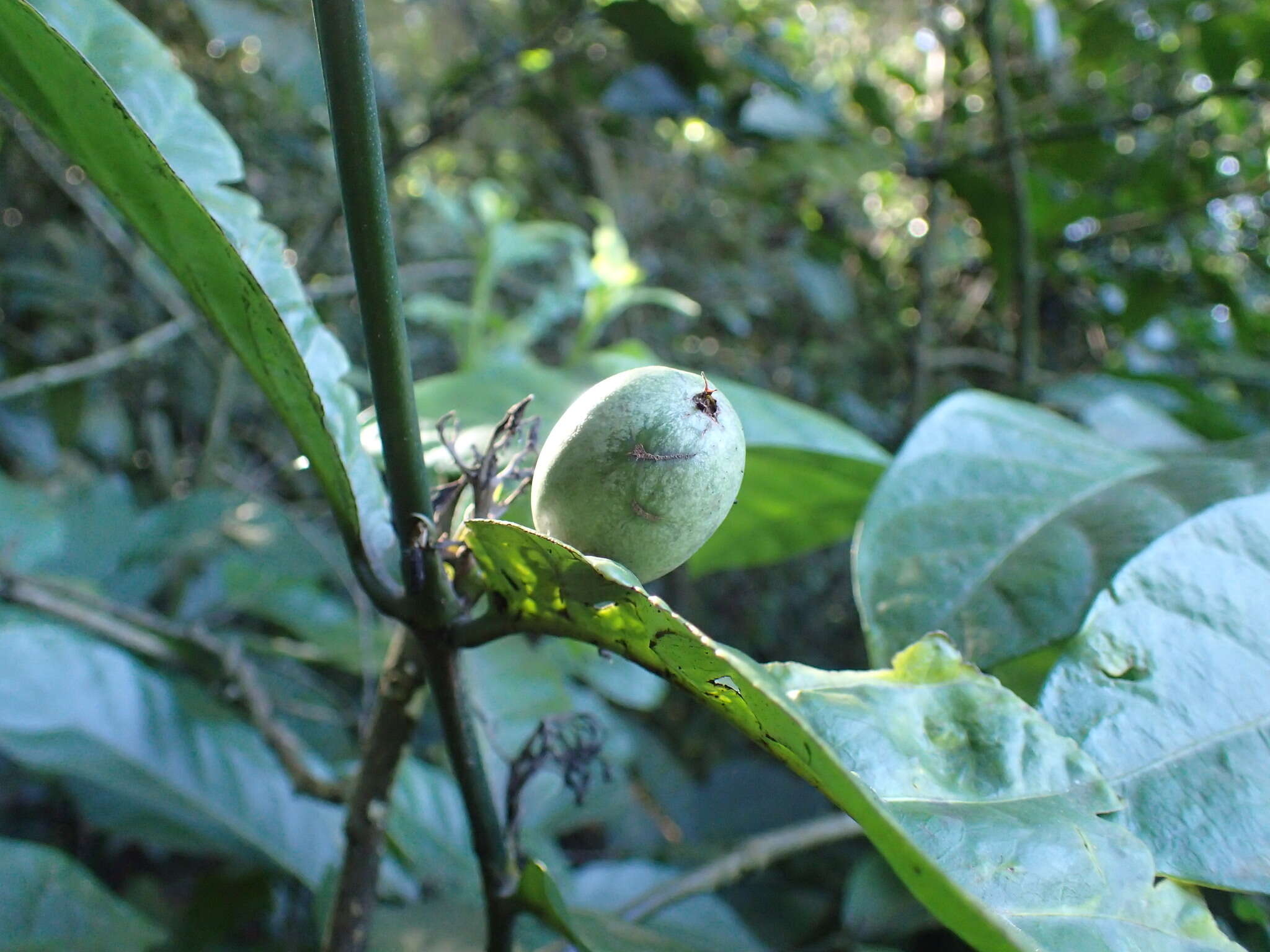 Image de Oxyanthus pyriformis subsp. pyriformis