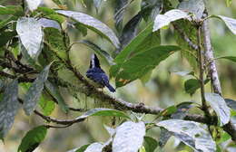 Image de Mésange de Taiwan